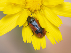 Arthrobrachus nigromaculatus