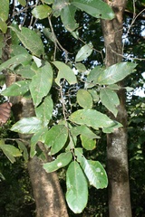 Bridelia retusa