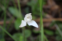 Codonorchis lessonii