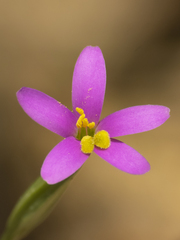 Centaurium cachanlahuen