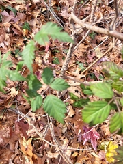 Rubus laciniatus