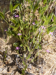 Centaurium cachanlahuen