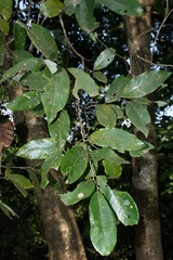 Bridelia retusa