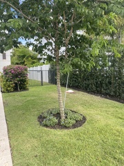 Polyscias guilfoylei