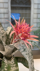 Aechmea fasciata