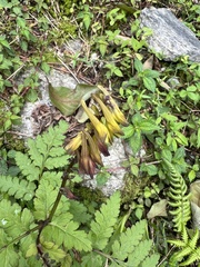 Corydalis