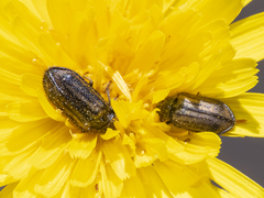 Arthrobrachus maestus