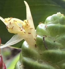 Wasmannia auropunctata