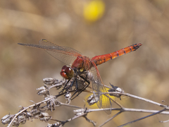 Erythrodiplax corallina