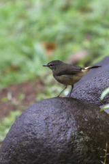 Myiothlypis fulvicauda