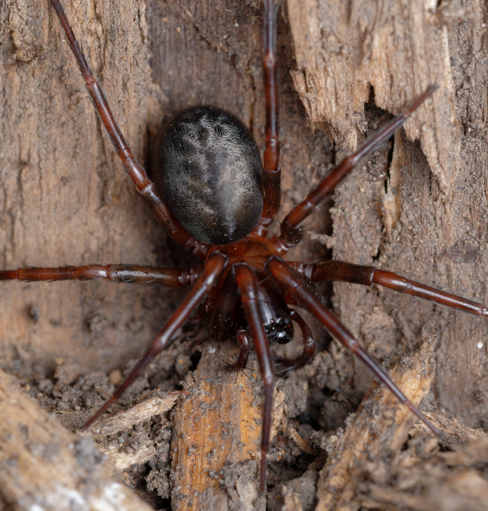 Cybaeus from Joaquin Miller Park, Alameda, California, United States on