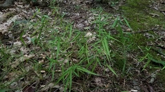 Dichanthelium dichotomum