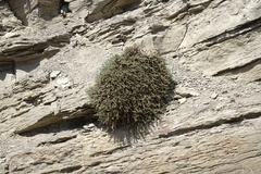 Nanophyton grubovii