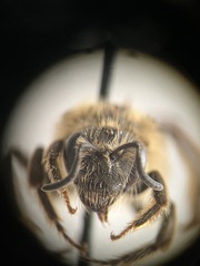 Lasioglossum