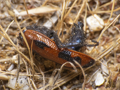 Astylus trifasciatus