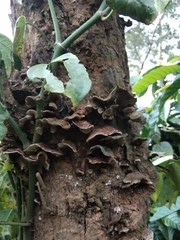 Hymenochaete rubiginosa
