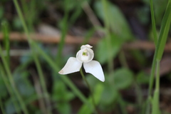 Codonorchis lessonii