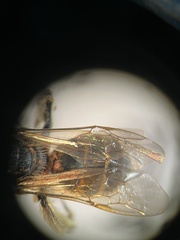 Lasioglossum
