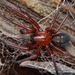 Arañas Cribeladas de Tres Garras - Photo (c) Tony Iwane, algunos derechos reservados (CC BY-NC), subido por Tony Iwane