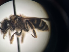 Lasioglossum