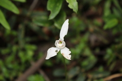Codonorchis lessonii