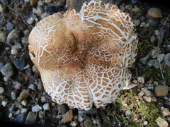 Russula ballouii