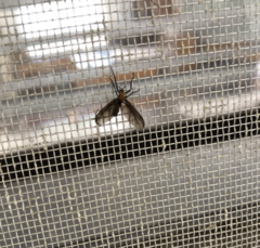 Plecia nearctica