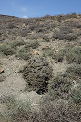 Nanophyton grubovii