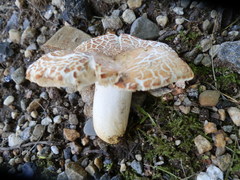Russula ballouii