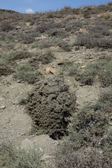 Nanophyton grubovii