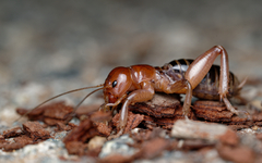Ammopelmatus