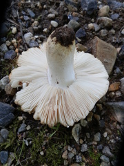 Russula ballouii