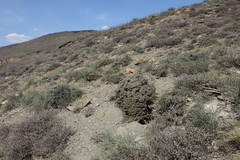 Nanophyton grubovii