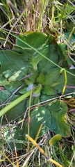 Hermas ciliata