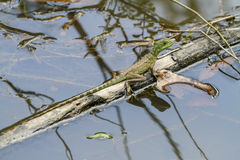 Basiliscus plumifrons