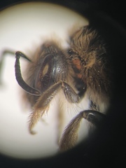 Lasioglossum
