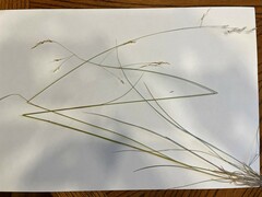 Piptatheropsis canadensis