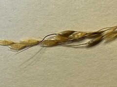 Piptatheropsis canadensis