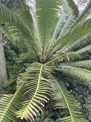 Dioon