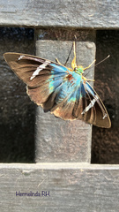 Astraptes fulgerator azul