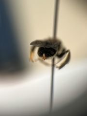 Lasioglossum