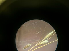 Piptatheropsis canadensis