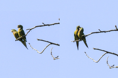 Eupsittula nana astec