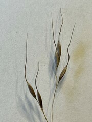 Piptatheropsis canadensis