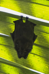 Cyttarops alecto