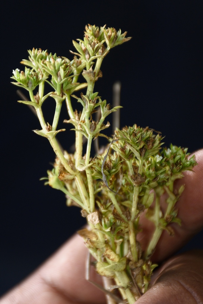 Hoppea fastigiata