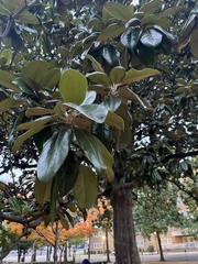 Magnolia grandiflora