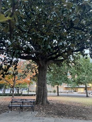 Magnolia grandiflora