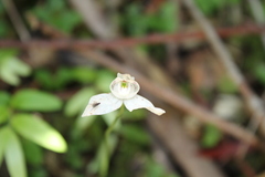 Codonorchis lessonii
