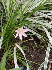 Zephyranthes